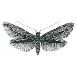 Coleophora laricella